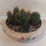 Lovely Arklow Pottery Tureen with Cacti Garden - A Fabulous Unique and Decorative Item for Display Indoors Image 2