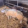 Super pedigree 5 star rams for sale Image 5