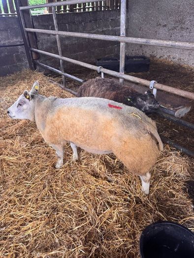 Super pedigree 5 star rams for sale