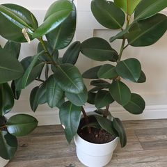 Plant