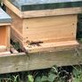 National Beehive with Honey Bees Image 2