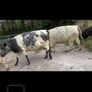 4 Belgian Blue in calf Heifers Image 2