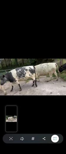 4 Belgian Blue in calf Heifers