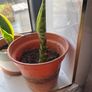 baby snake plants Image 2