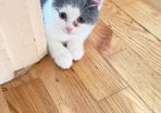 kitten