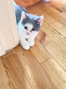 kitten