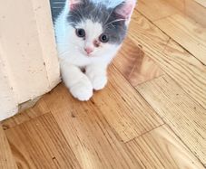 kitten