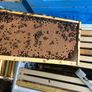 2027, Nucs Of Bees, Full Bee Hives Image 3