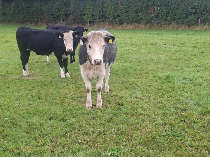 5 Heifers. 5 good condition heifers