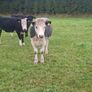 5 quality good condition cows. all grass fed. Image 5