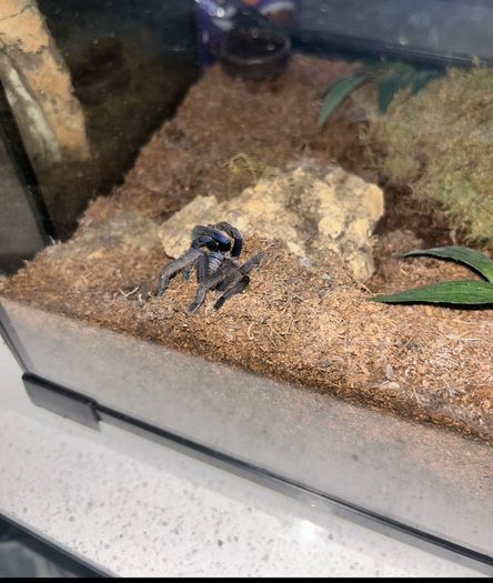 Tarantulas