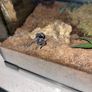 Tarantulas Image 2