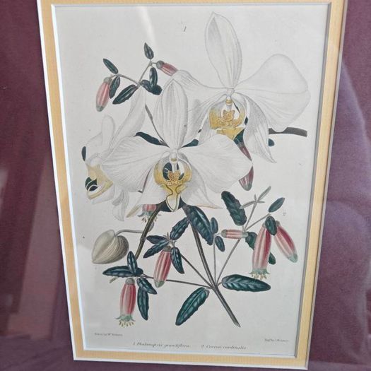 Antique Pair of Botanical Art Prints