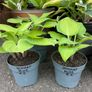 Hostas and other plants for sale Image 9