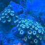 coral Image 6