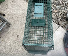 Trap cage