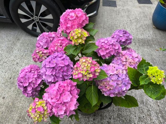 Garden plants