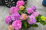 Garden plants