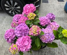 Garden plants