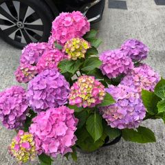 Garden plants