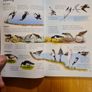 Sea & Freshwater. Birds. Usbourne Spotters Guide. With Internet Links. Beautiful Illustrated Book In Good Condition. Image 8