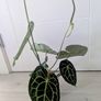 Anthurium Clarinervium Plant Image 5