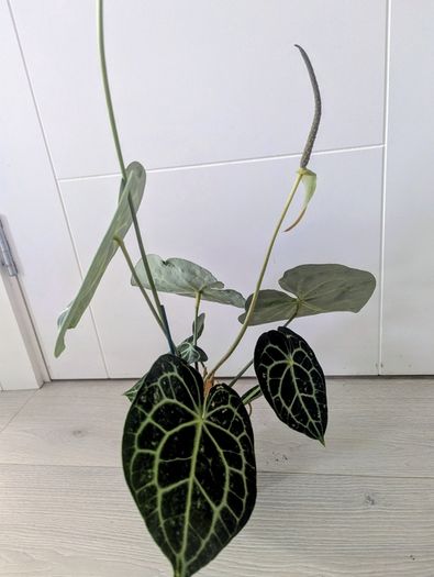 Anthurium Clarinervium Plant