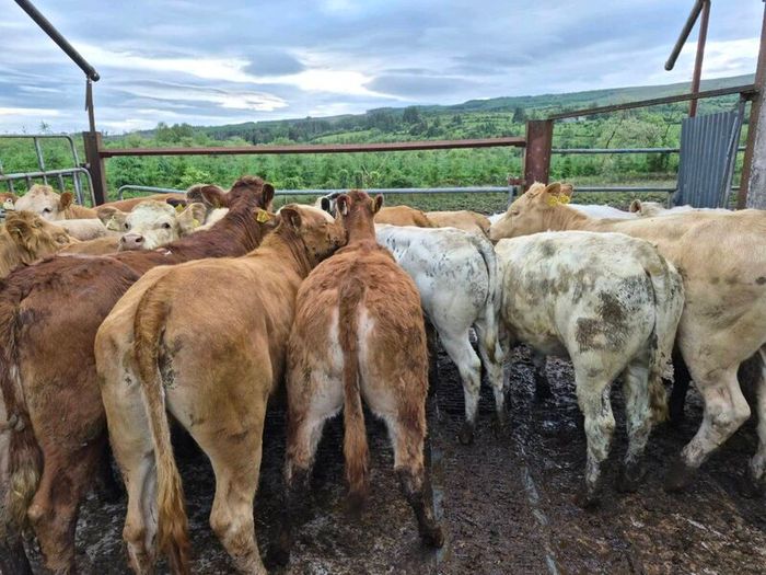 16  heifers