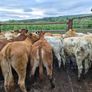 16  heifers Image 8