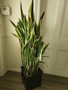 Sansevieria Laurentii