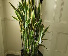 Sansevieria Laurentii