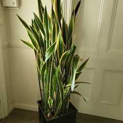 Sansevieria Laurentii