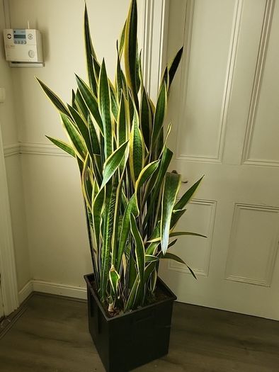 Sansevieria Laurentii
