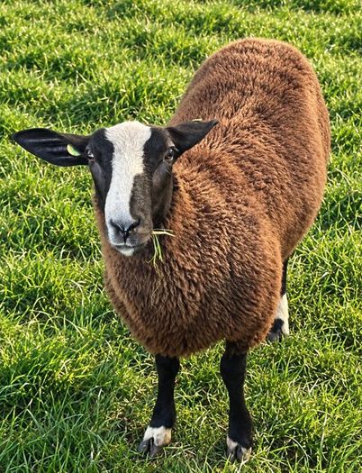 4 X Pedigree Zwartble Ram Lambs For Sale