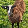 4 X Pedigree Zwartble Ram Lambs For Sale Image 4