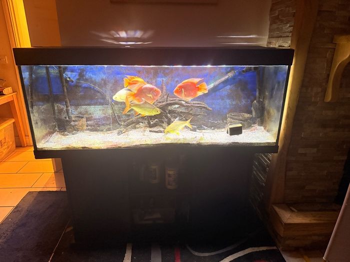 fish tank and fish