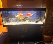 fish tank and fish