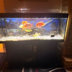 fish tank and fish