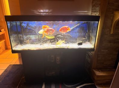 fish tank and fish