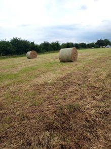 Round bales of hay