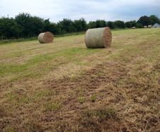 Round bales of hay
