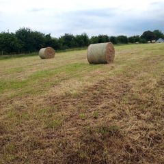 Round bales of hay