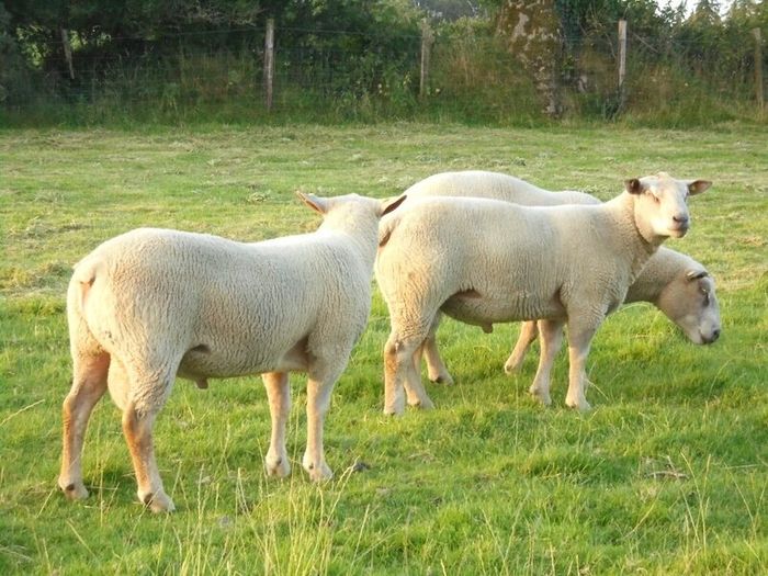 Charolais Ram.  Available.. Available.