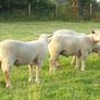 Charolais Ram.  Available.. Available. Image 7