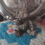 Silver Teddy Bear Ornament Image 7