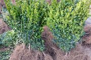 Box Hedging