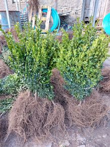 Box Hedging