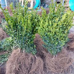 Box Hedging