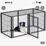 Dog Image 4