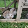 Rabbits Image 2